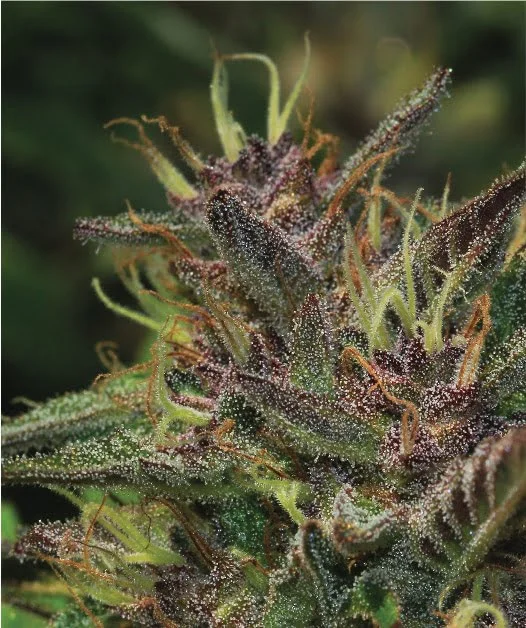 How to Grow Blueberry Muffin: 45-Day Flower, Award-Winning Terps