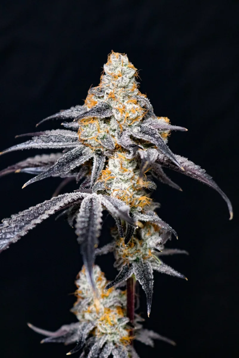 How to Grow Blueberry Rose: 49-Day Flower, Boutique Hash Plant